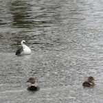 verkleind_nonnetje - IMG_8659