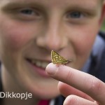 Bont Dikkopje op vinger I