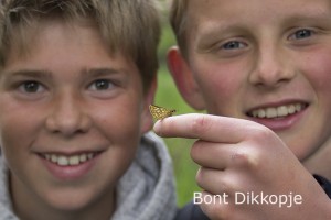 Bont Dikkopje op vinger II