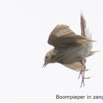 Boompieper in zangvlucht