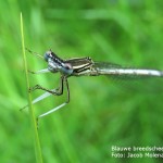 named - blauwe breedscheenjuffer - IMG_7426