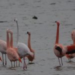De Flamingo's van Battenoord. Boomvalkexcursie Zeeland. Foto Arieta Vink