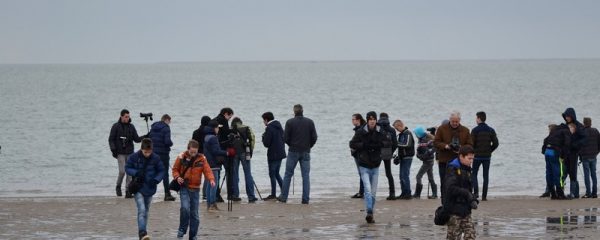 De Zwarte Zeekoet staat op de foto. Boomvalkexcursie Zeeland. Foto Arieta Vink