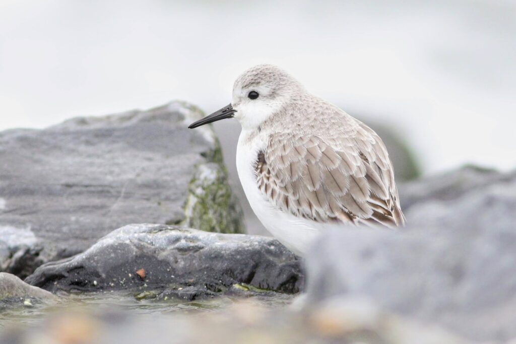 Drieteenstrandloper Brouwersdam door Herwin Mulder