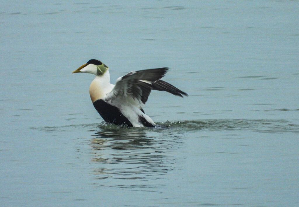 Eider Brouwersdam door Patrick Buitendijk