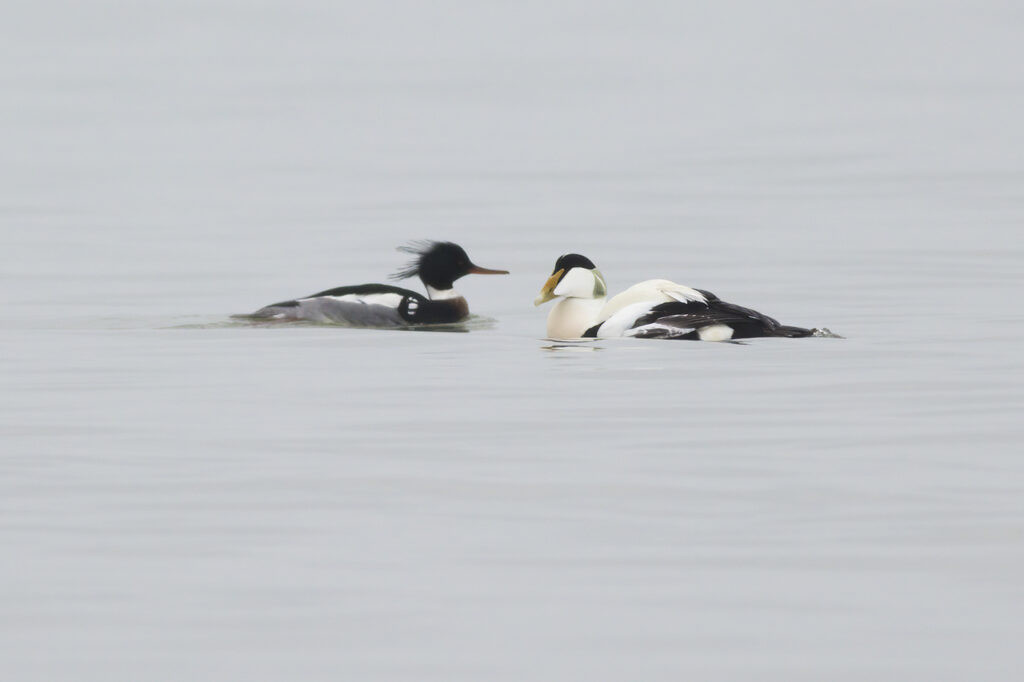 Eider en Middelste Zaagbek Brouwersdam door Ruben Luiten