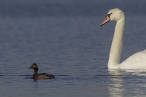 Geoorde Fuut en Knobbelzwaan Surfplas Reeuwijk. Foto Joh. Luiten