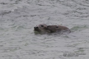 Grijze zeehonden I