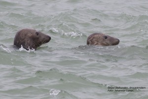 Grijze zeehonden III