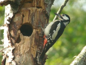 Grote Bonte Specht bij nesthol. Foto Adrie Peene