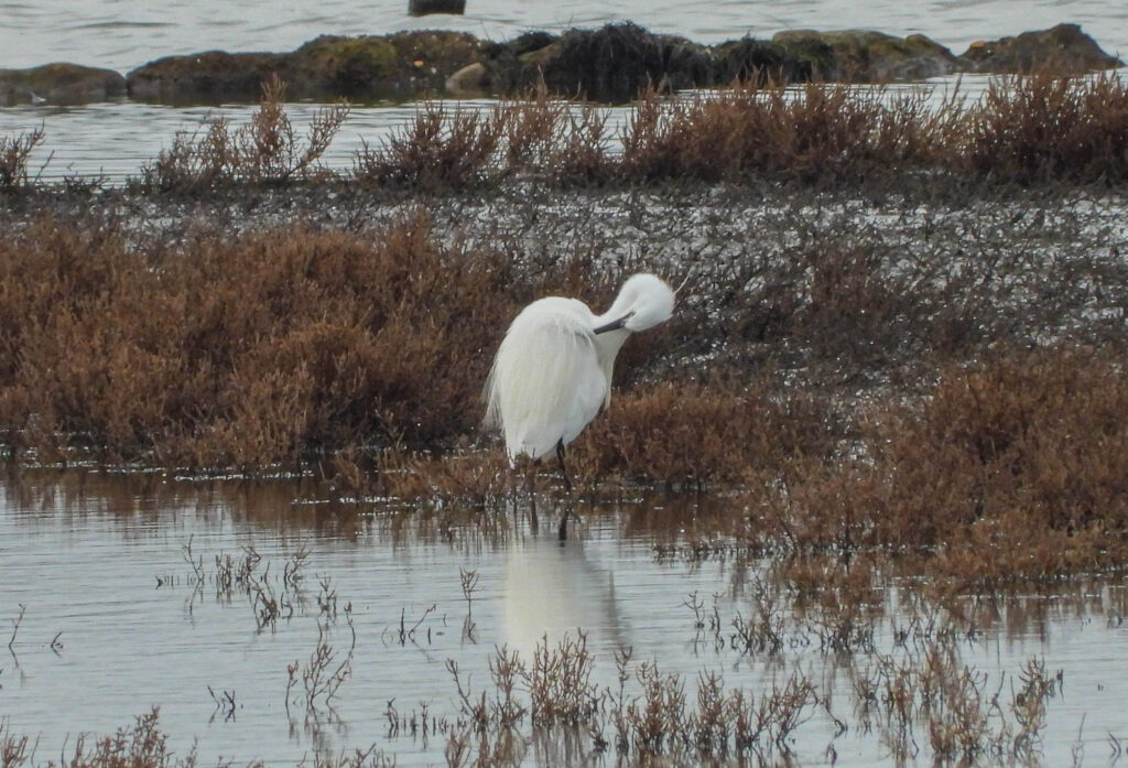 Kleine Zilverreiger Prunje door Patrick Buitendijk