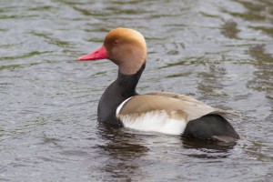 Krooneend Surfplas R. Foto Joh. Luiten