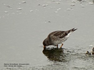 Paarse Strandloper Arinde den Ouden