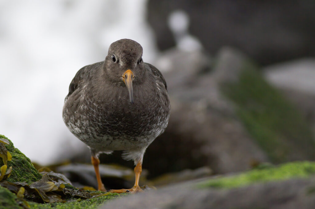 Paarse Strandloper Brouwersdam door Ruben Luiten