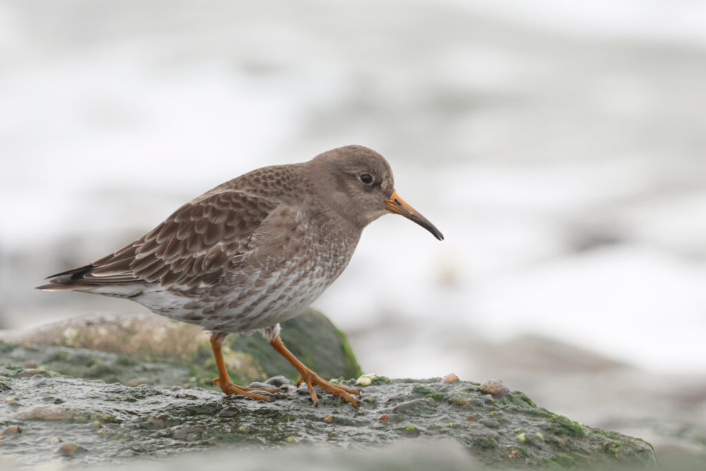 Paarse Strandloper Brouwersdam door Chris Janse