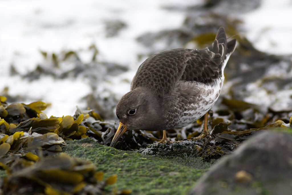 Paarse Strandloper Brouwersdam door Ruben Luiten