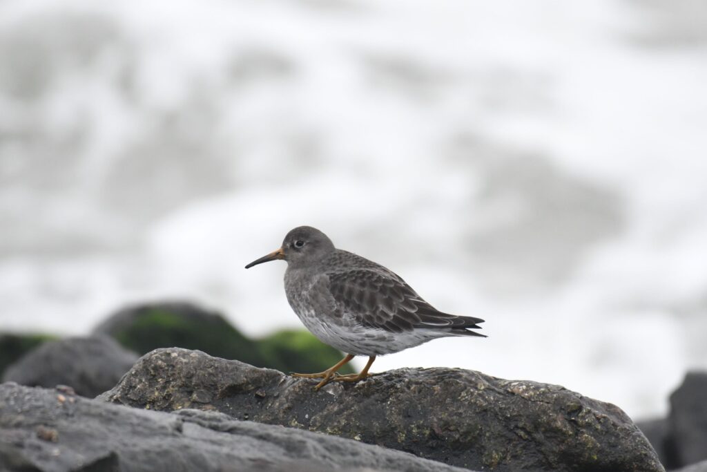 Paarse Strandloper Brouwersdam door Theo Lock