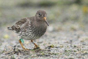 Paarse Strandloper Brouwersdam geringd op Spitsbergen. Foto door Mark van Leeuwen