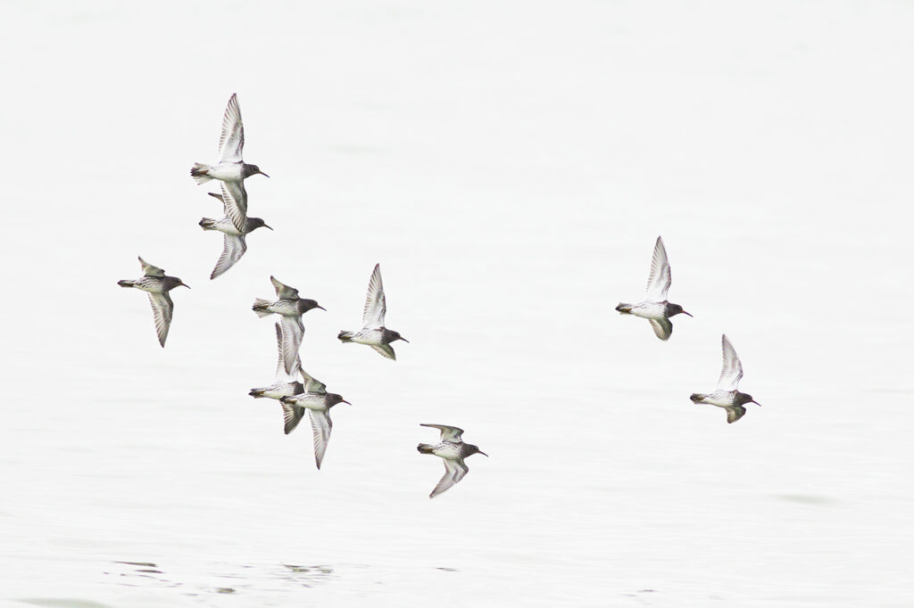 Paarse Strandlopers Brouwersdam door Ruben Luiten