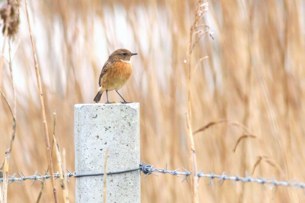 Roodborsttapuit Prunje door Herwin Mulder