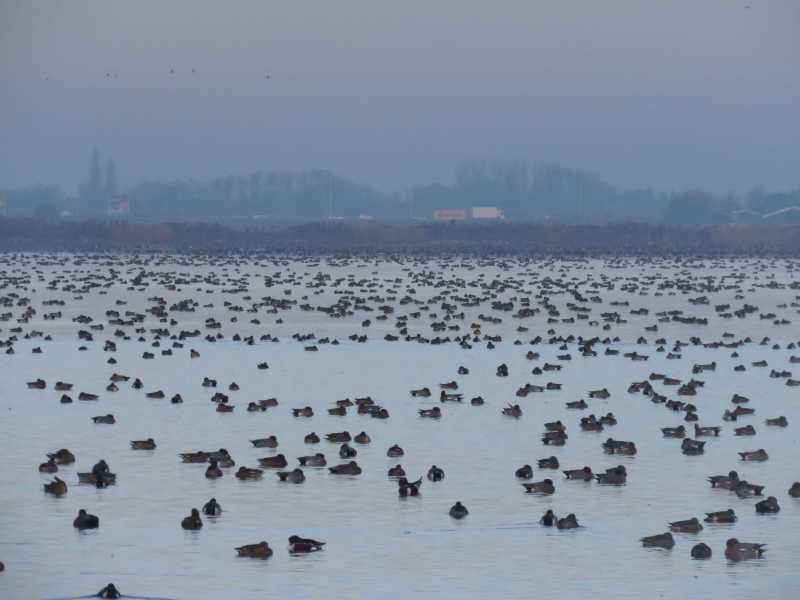 Smienten Surfplas Reeuwijk. Foto door Daan van Braak