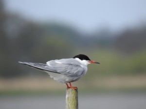 Visdief tijdens ringslangenexcursie Reeuwijk. Foto Joas Sels