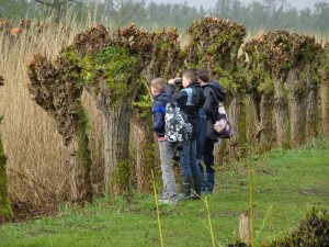 Was het een waterral of toch een waterhoen De watervogel schoot het riet in en we hebben hem niet meer gezien. Br. Biesbosch. Foto