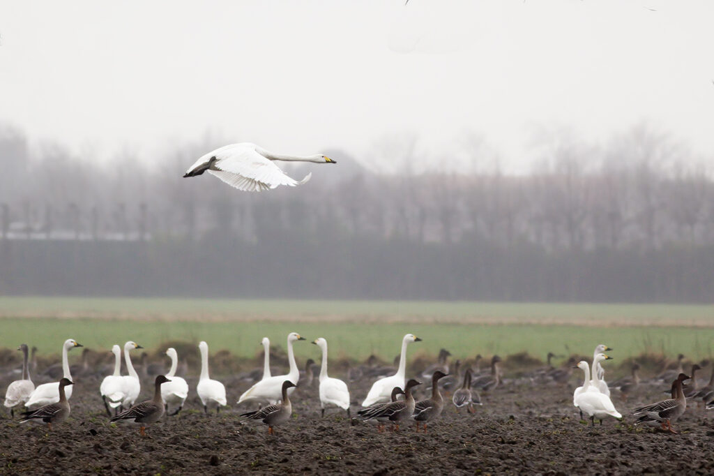 Wilde Zw Kleine Zw Toendrarieteg Zonnemaire