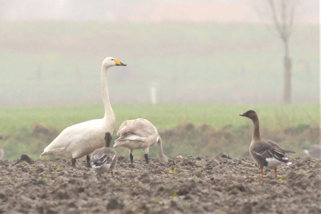 Wilde Zwaan en Toendrarietganzen Zonnemaire door Herwin Mulder