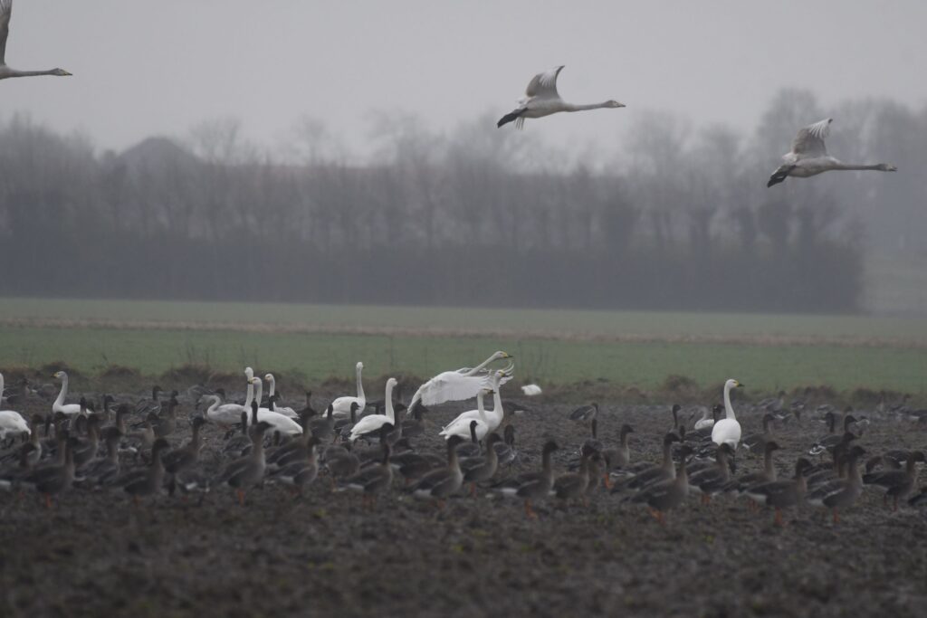 Wilde en Kleine Zwanen en Toendrarietganzen Zonnemaire door Theo Lock