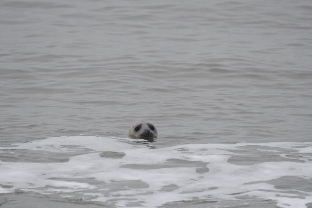 Zeehond Brouwersdam door Theo Lock