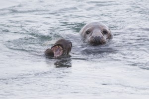 Zeehonden Brouwersdam I. Foto door Joh. Luiten