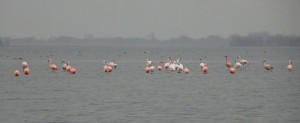 flamingo's Herkingen. Foto door Dirk-Jan Verboom