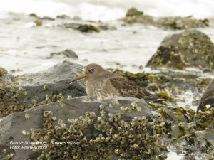 paarse strandloper Bram R