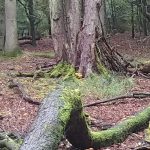 AW-duinen. Foto Ralph 'van Gogh' Roodhorst