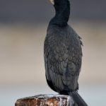 Aalscholver Brouwersdam. Boomvalkexcursie Zeeland. Foto Arieta Vink