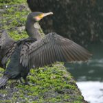 Aalscholver. Boomvalkexcursie Zeeland. Foto Arieta Vink