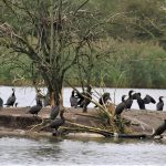 Aalscholvers AW-duinen. Foto Piet School