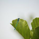 Azuurwaterjuffer Kampina Foto Geert Hooijmeijer