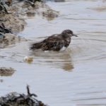 Badderende Steenloper. Boomvalkexcursie Zeeland. Foto Arieta Vink