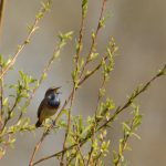 Blauwborst. Foto Dirk-Jan Verboom