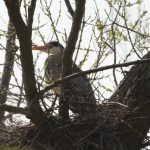 Blauwe Reiger op nest. Foto Dirk-Jan Verboom