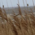 Bokje Battenoord. BV-excursie Zeeland. Foto Daan van Braak