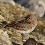 Bonte Strandloper Zuidpier IJmuiden. Foto Dirk-Jan Verboom