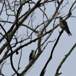 Boomvalk en specht AW-duinen. Foto Piet School