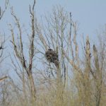 Visarend op het nest - Foto: Dirk-Jan Verboom