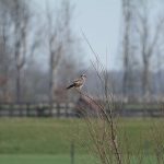 Buizerd - Foto: Dirk-Jan Verboom