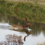 Damhert AW-duinen okt. 18. Foto Evert Florijn