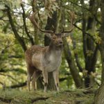 Damhert, AW-duinen, okt. 19. Foto Dirk-Jan Verboom