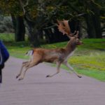 Damhert - AW-duinen. Foto Arieta Vink (1)